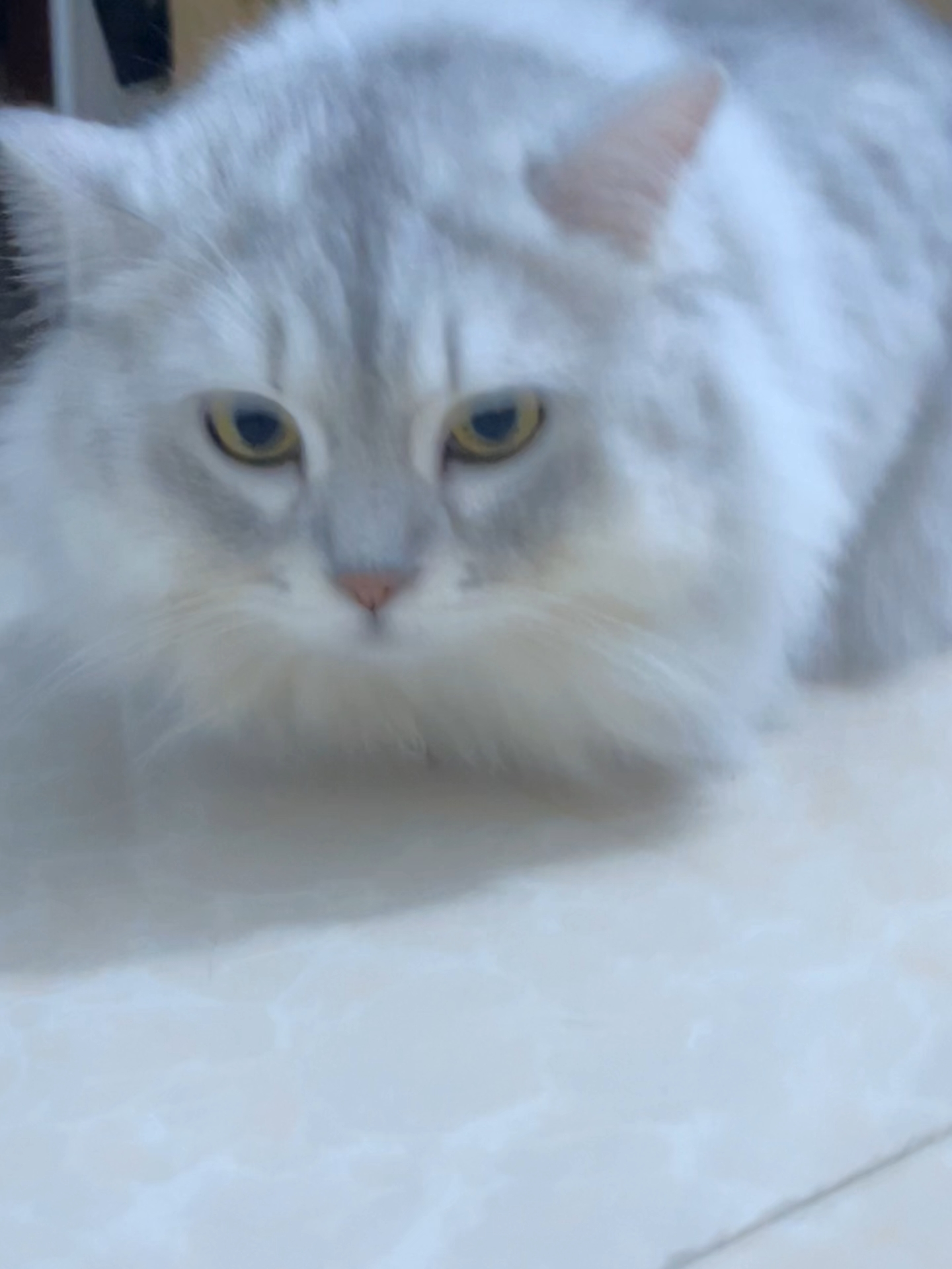 猫猫日记