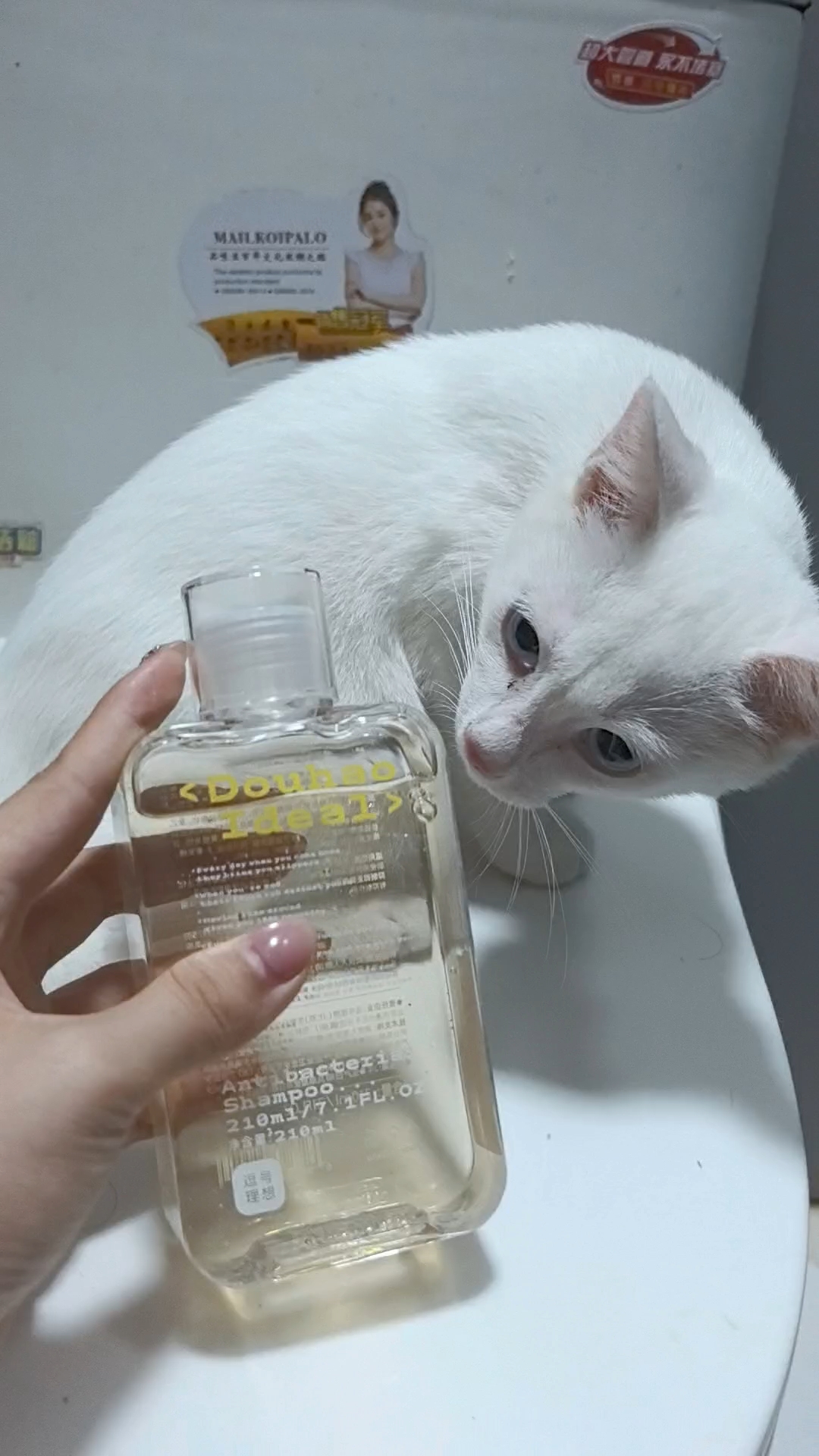香香猫来袭😺