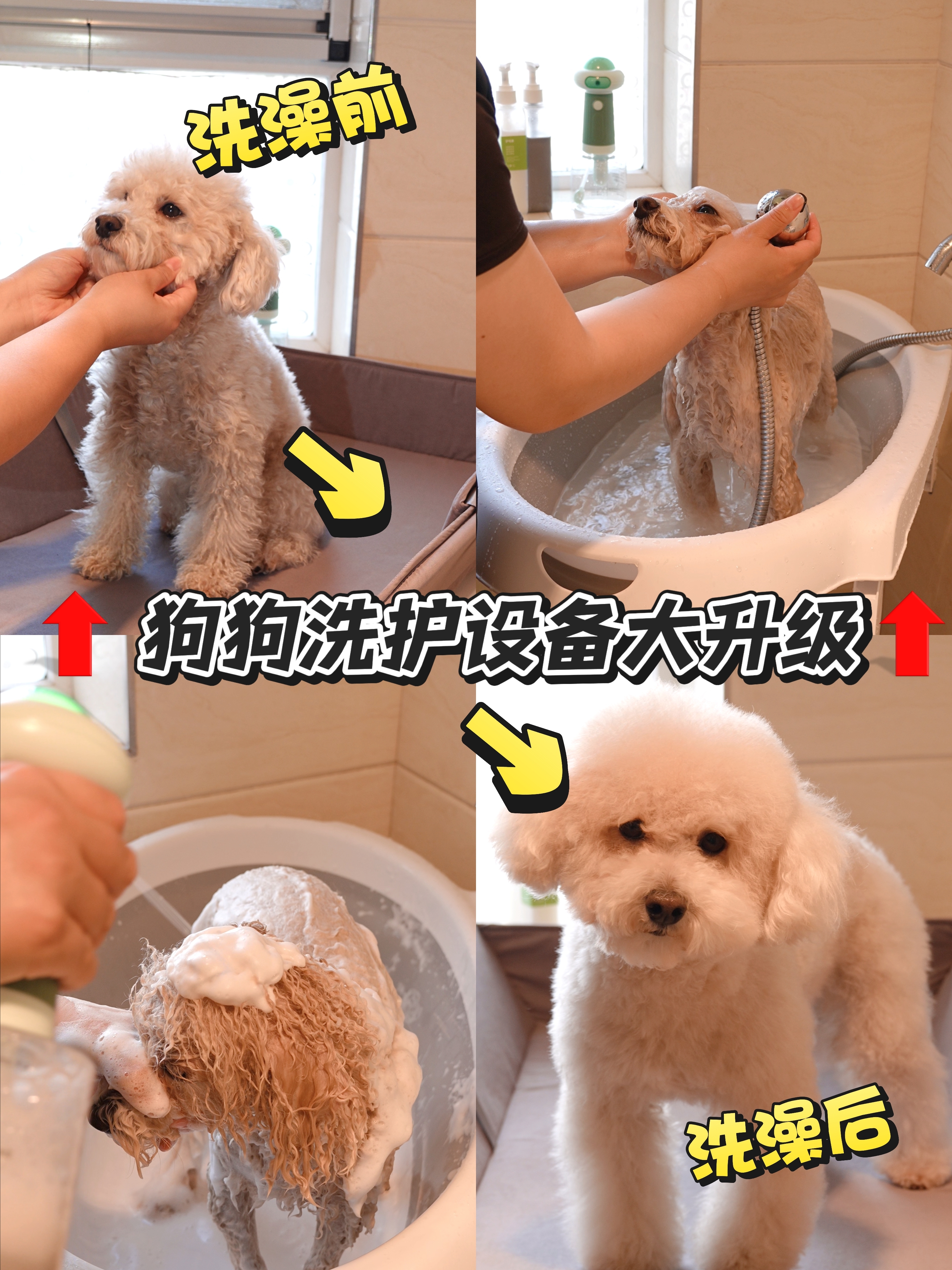 搬新家了，来个狗狗洗护设备大升级