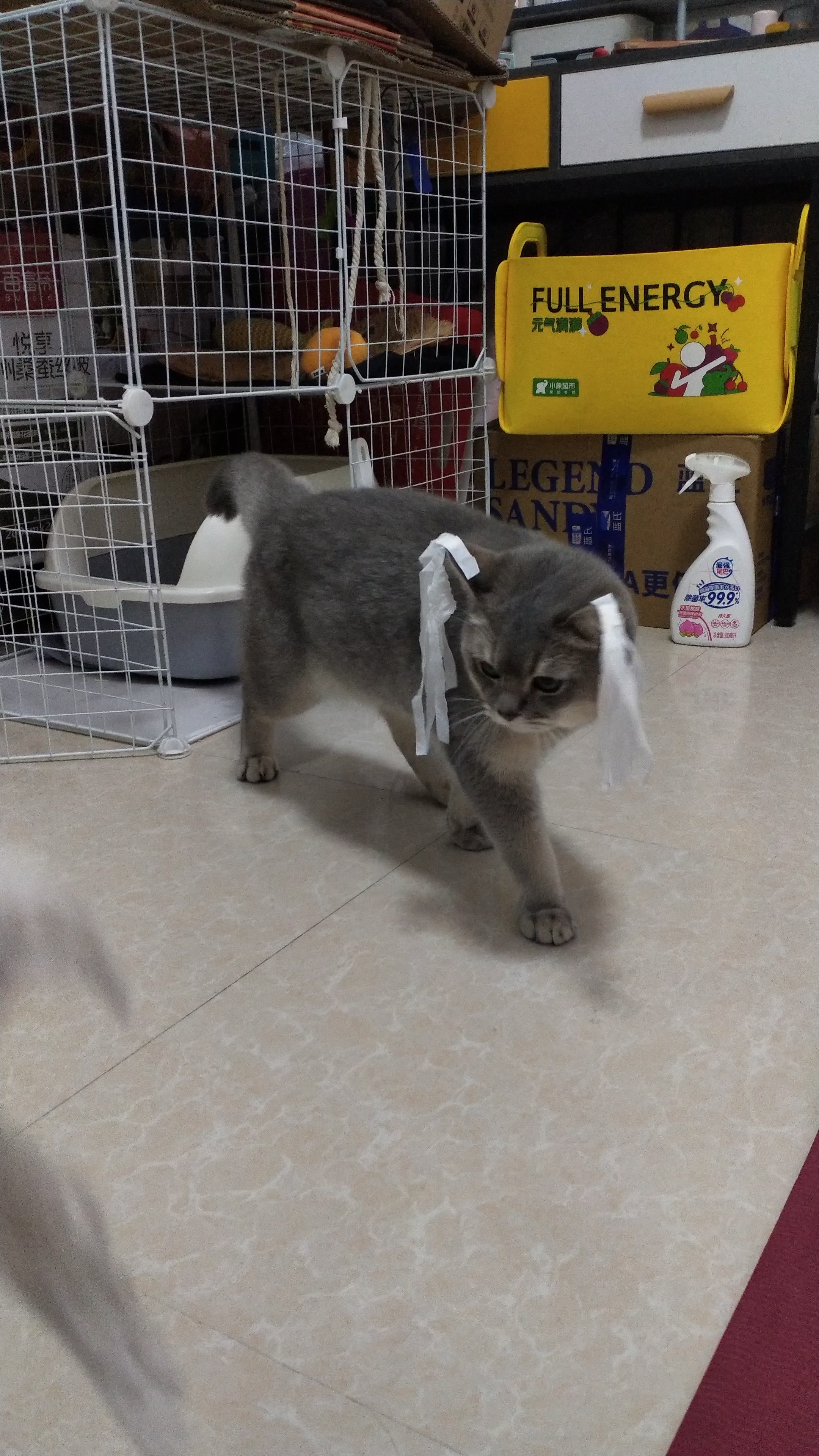 猫猫日记