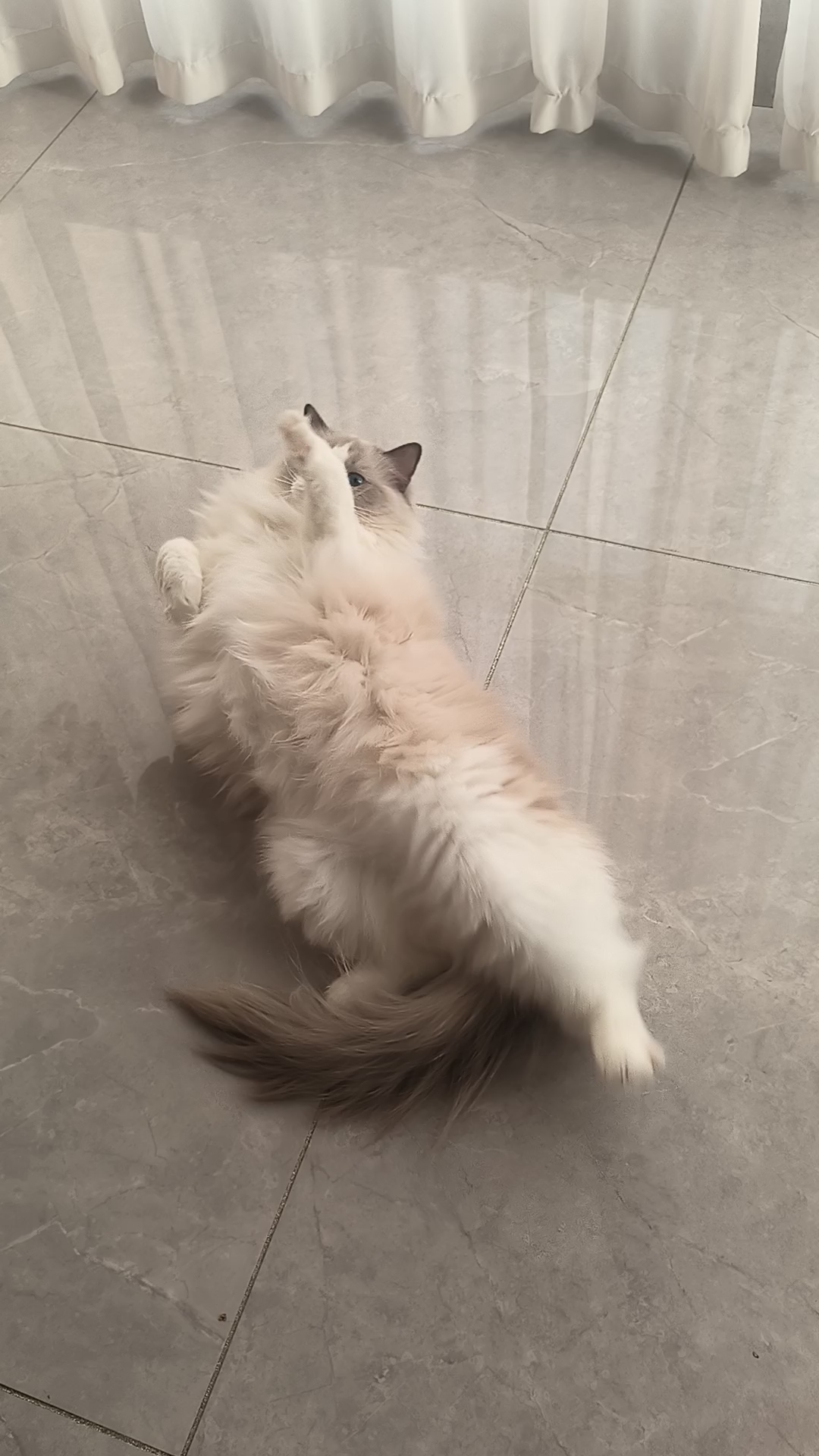 肥美小猫～灰灰真的太会撒娇了，每次都这样在地上各种翻滚，要贴贴要抱抱才行～