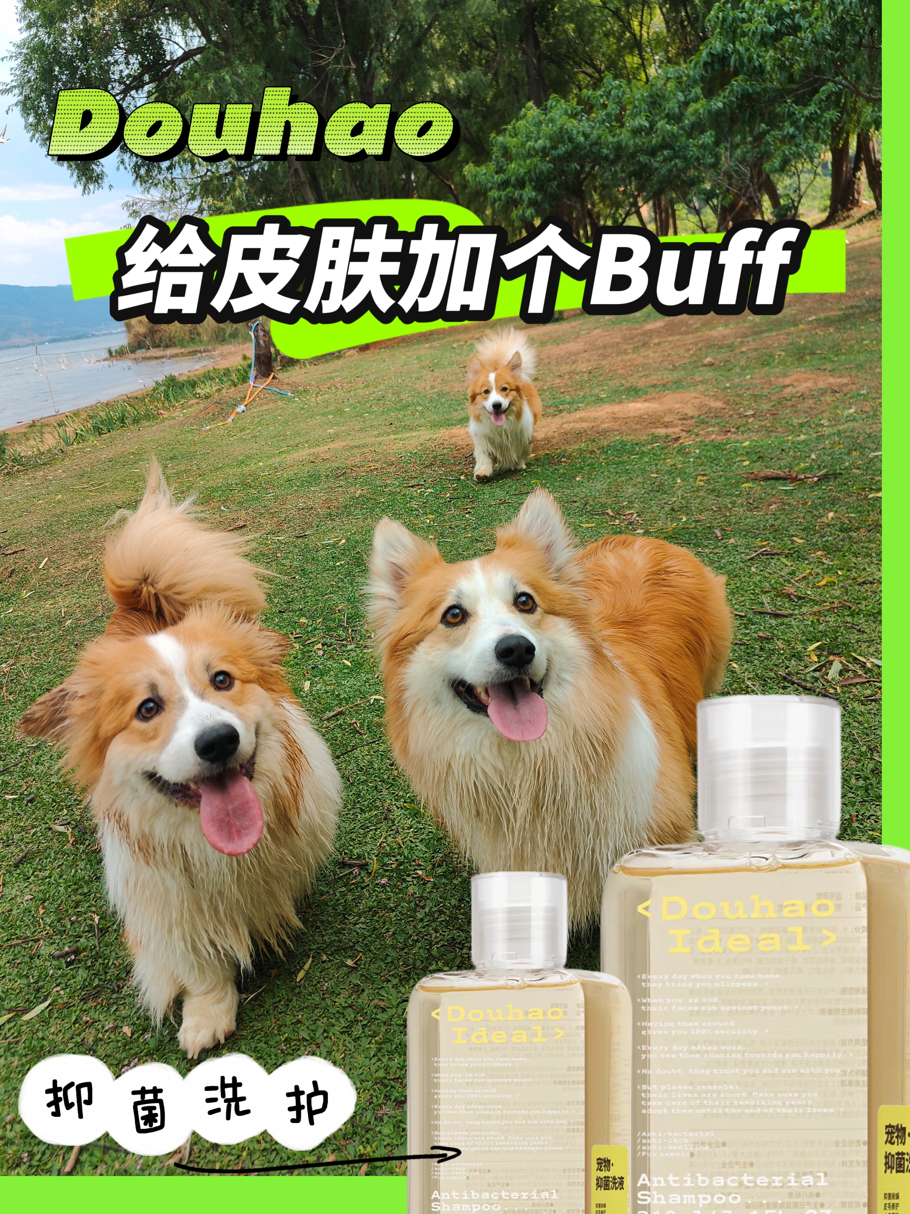 是谁守护了狗狗的肌肤健康💟
