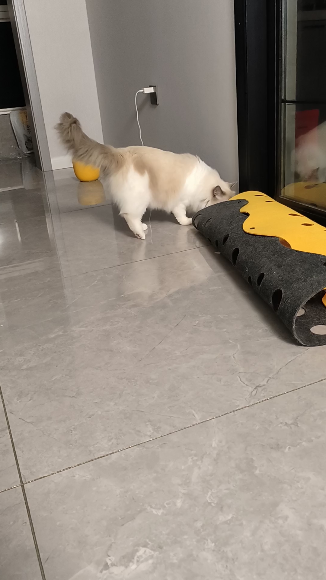 灰灰超喜欢这个猫猫隧道，每次找不到猫，都会发现猫在隧道里躲着，真的是躲猫猫。