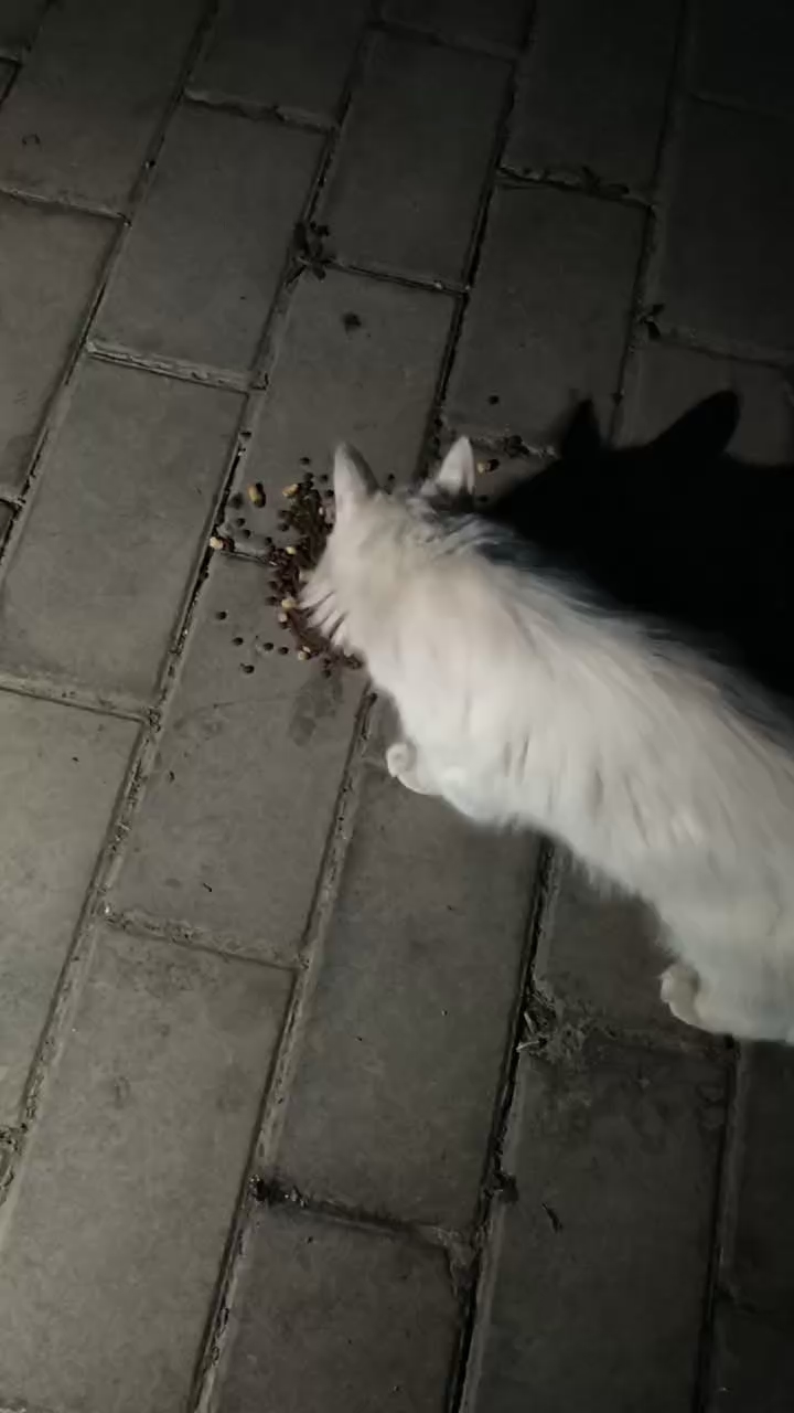 日常投喂流浪小猫，夏天到了，食物易腐烂，没办法一次性给猫留太多吃的，要频繁一些去投喂。