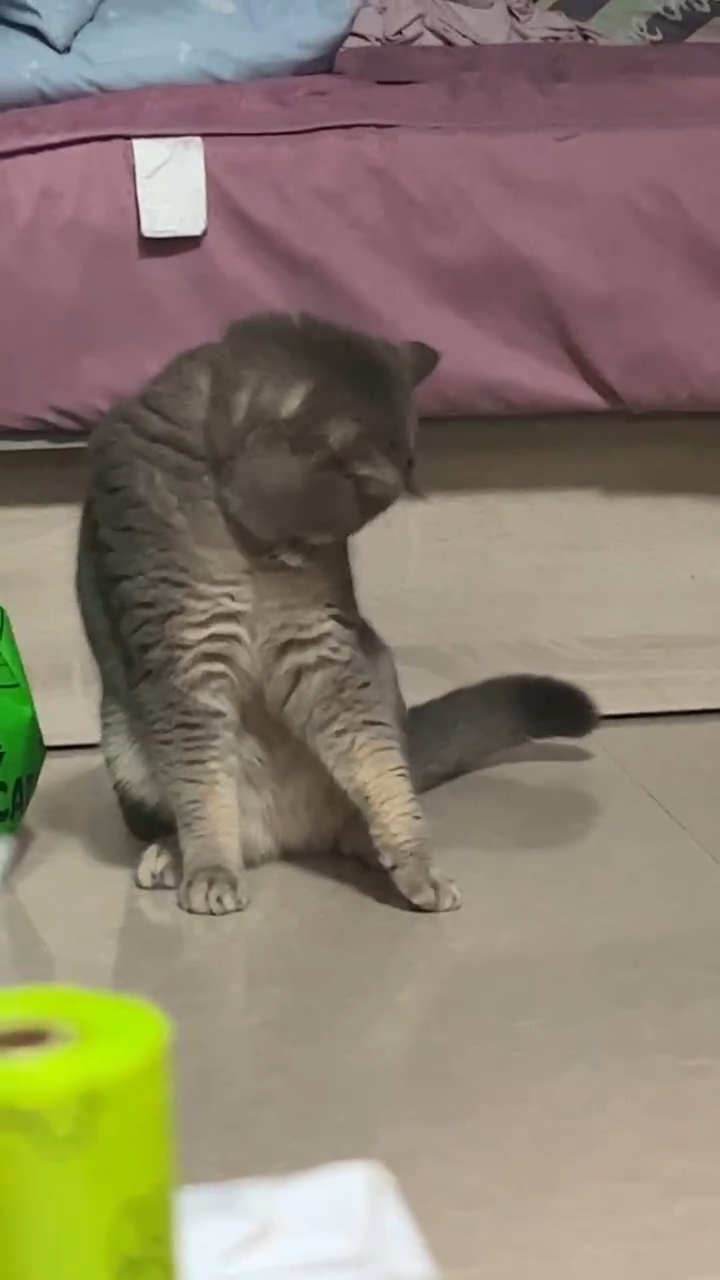 猫猫日记
