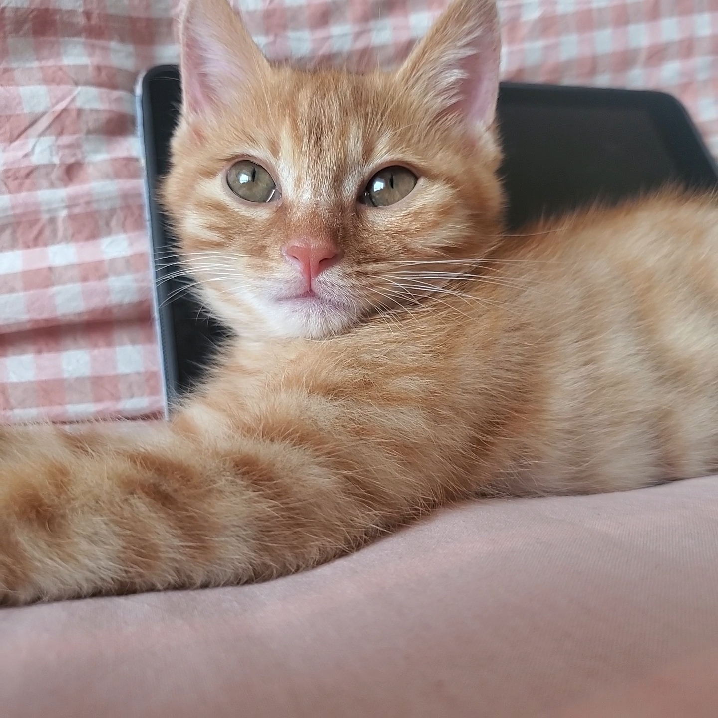大家好我是猫
