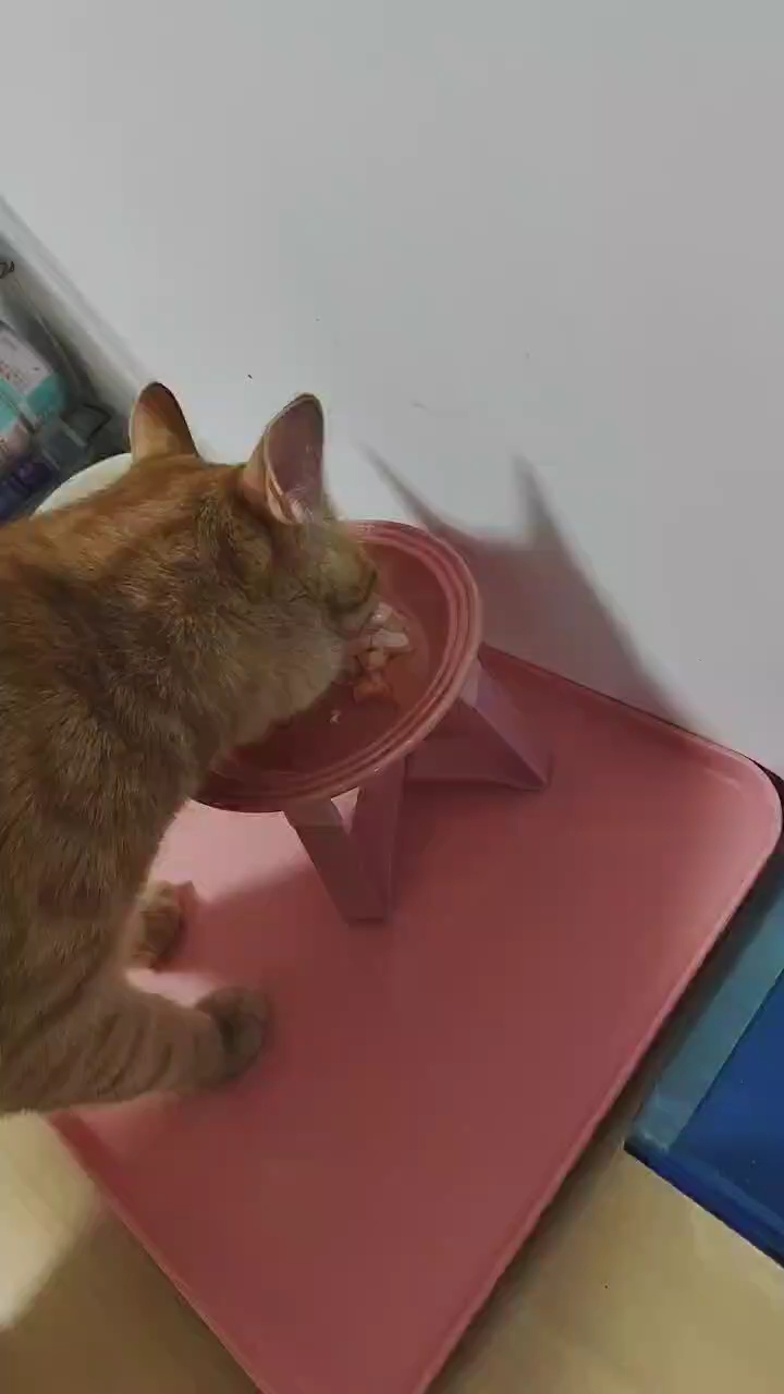 吃🦐