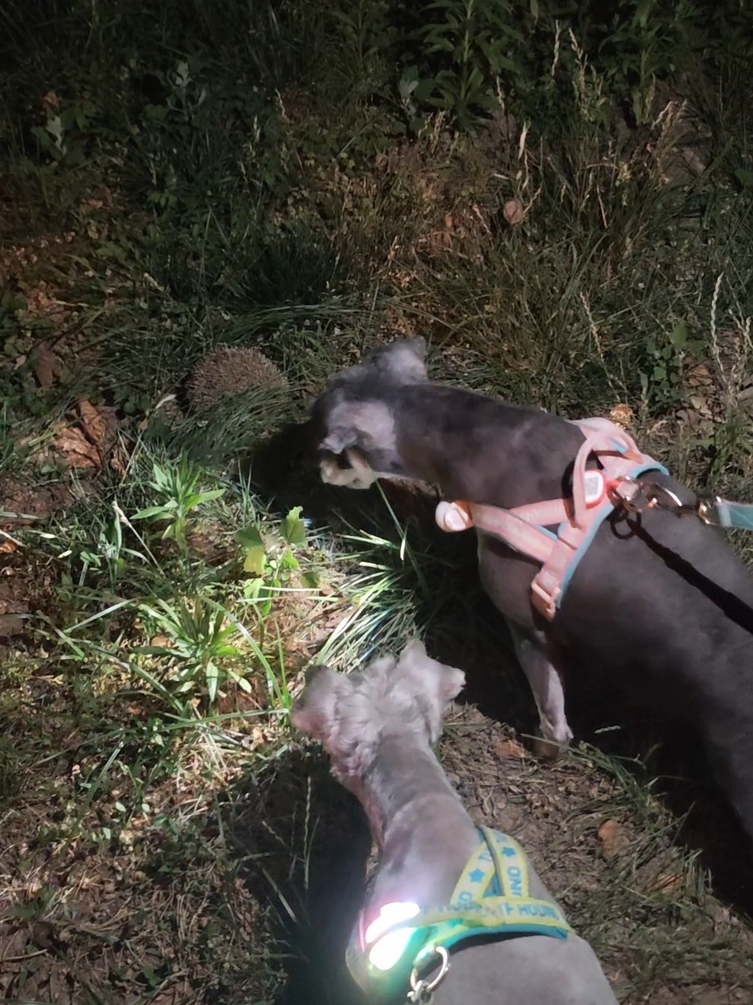 快成为搜救犬了吧！草丛中发现一只刺猬🦔