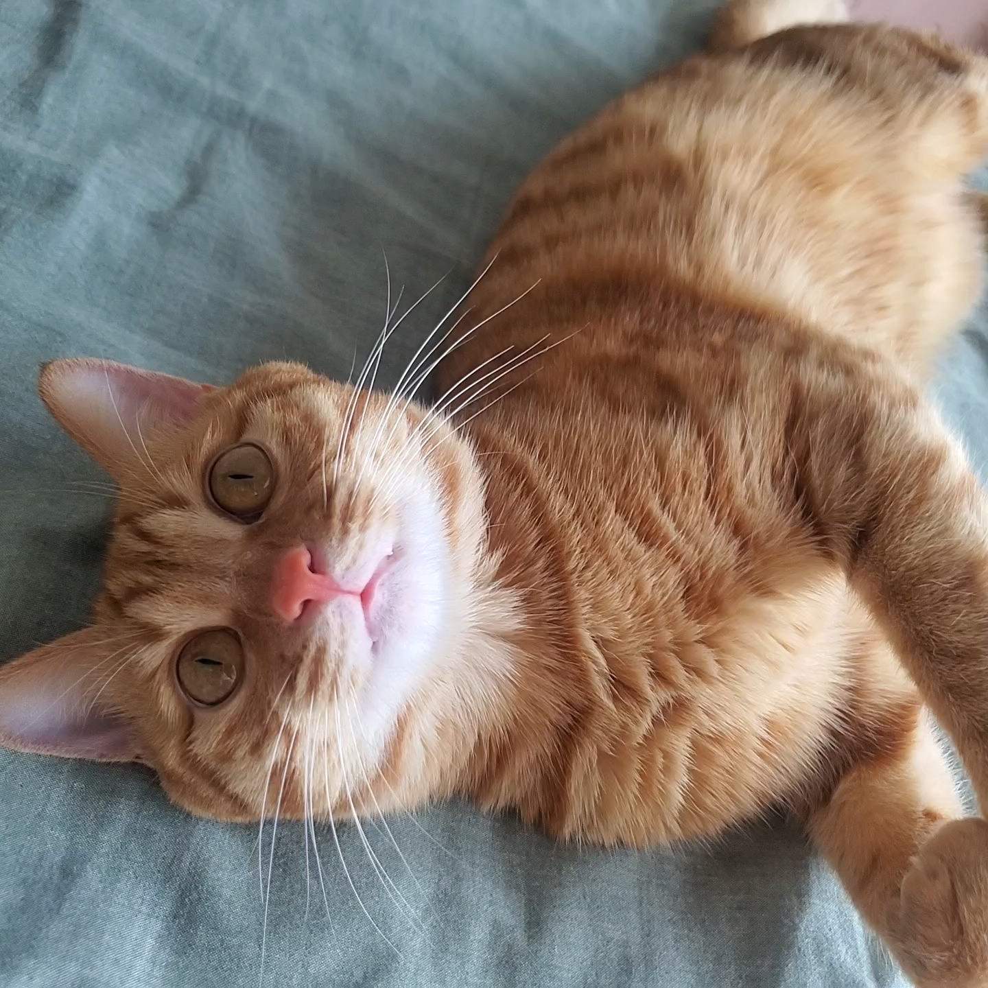 好标志的猫