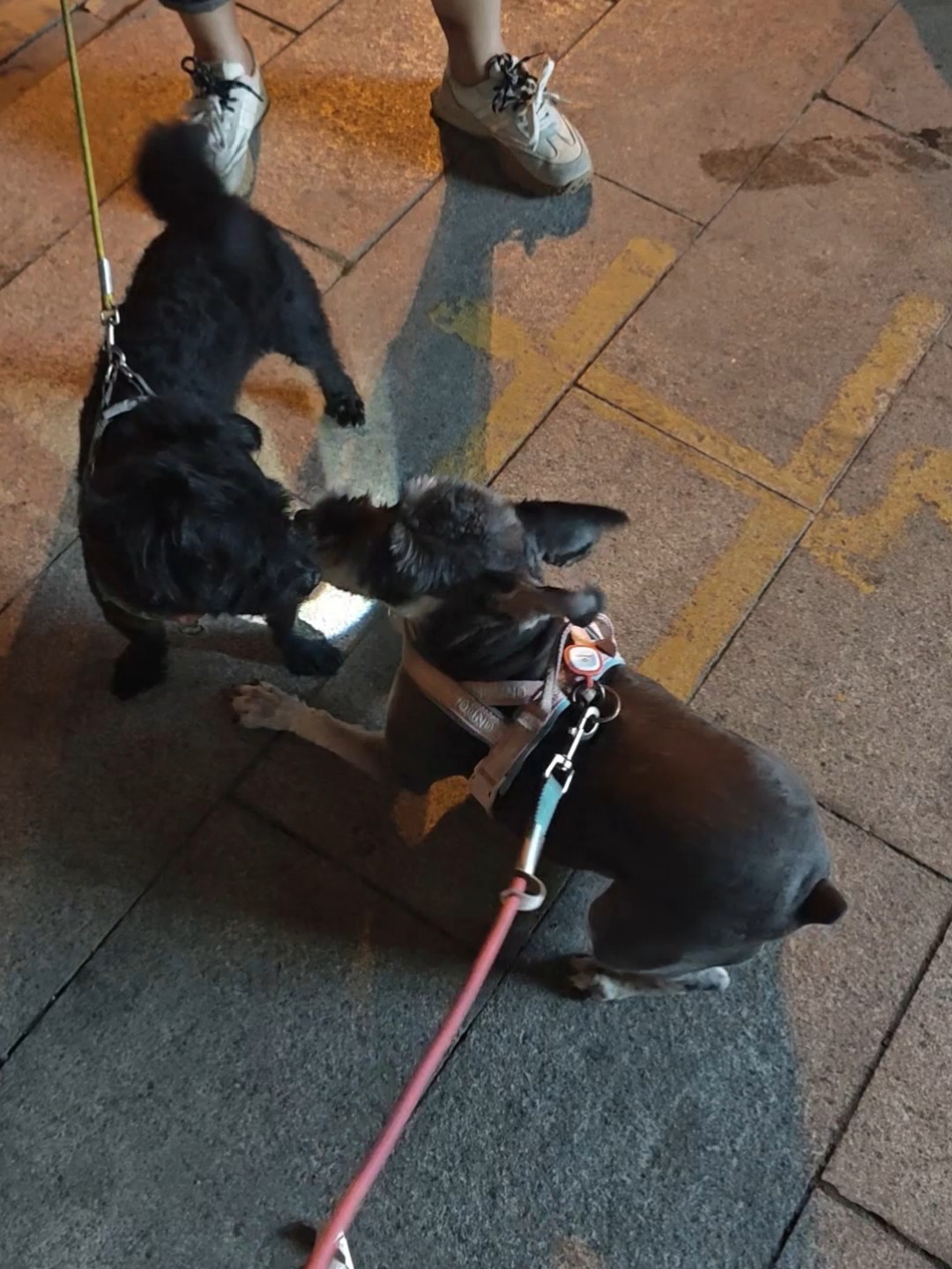 来看烤鸭屁股的小狗摇尾巴
