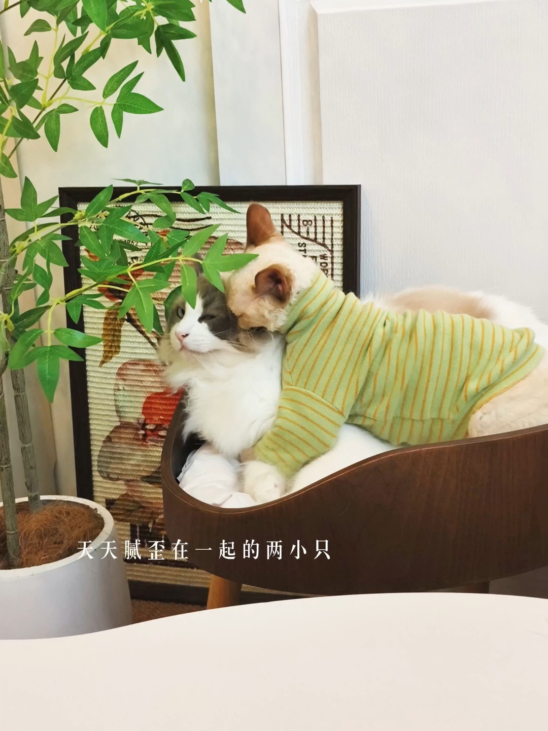 618囤货来啦
