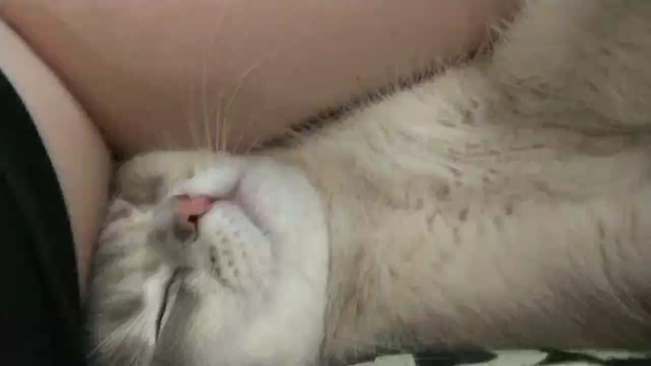 猫猫日记
