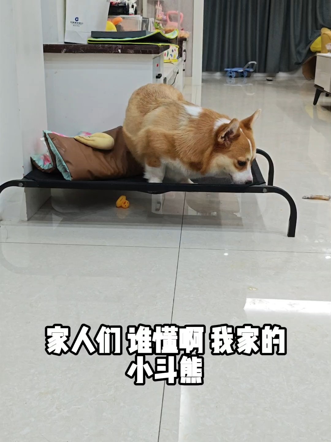 怎么一副不太聪明的亚子