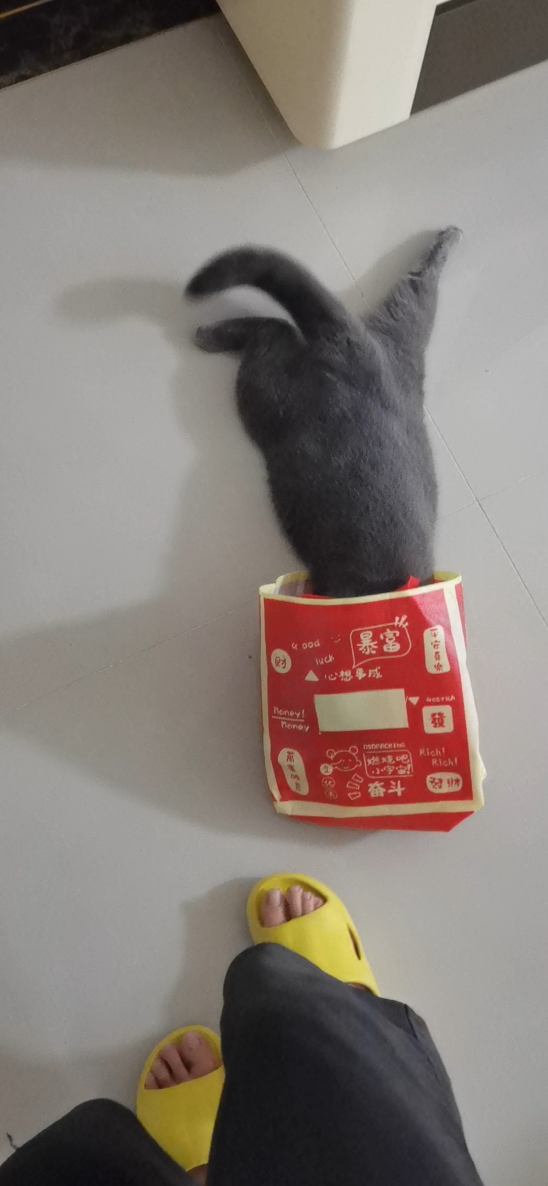 250620妹猪