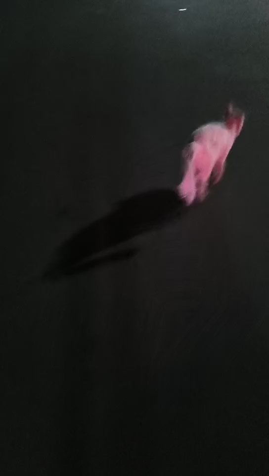 投喂流浪小猫～去取猫粮，小猫跑的好欢快啊，看来是有饭吃比较高兴呀。