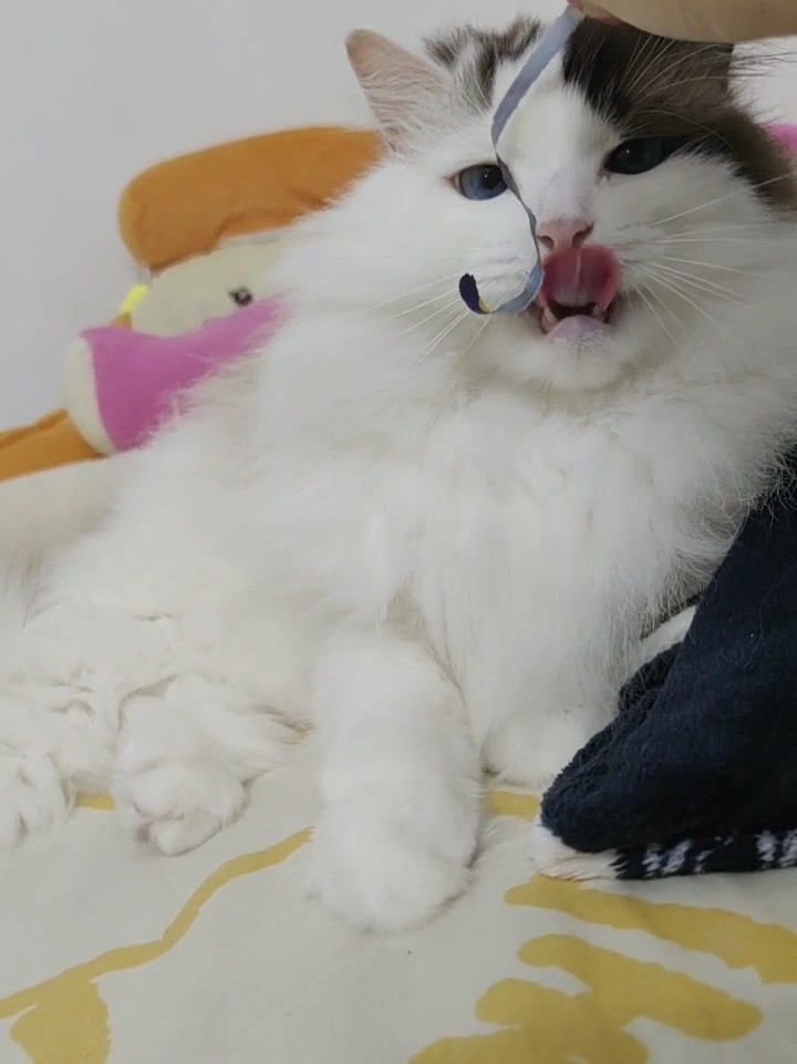 🐾打工人下班累成狗？速来开启「猫咪充电模式」！这里有会撒娇的小粘人精，陪你玩逗猫棒、躲猫猫，把疲惫统统甩光光～
