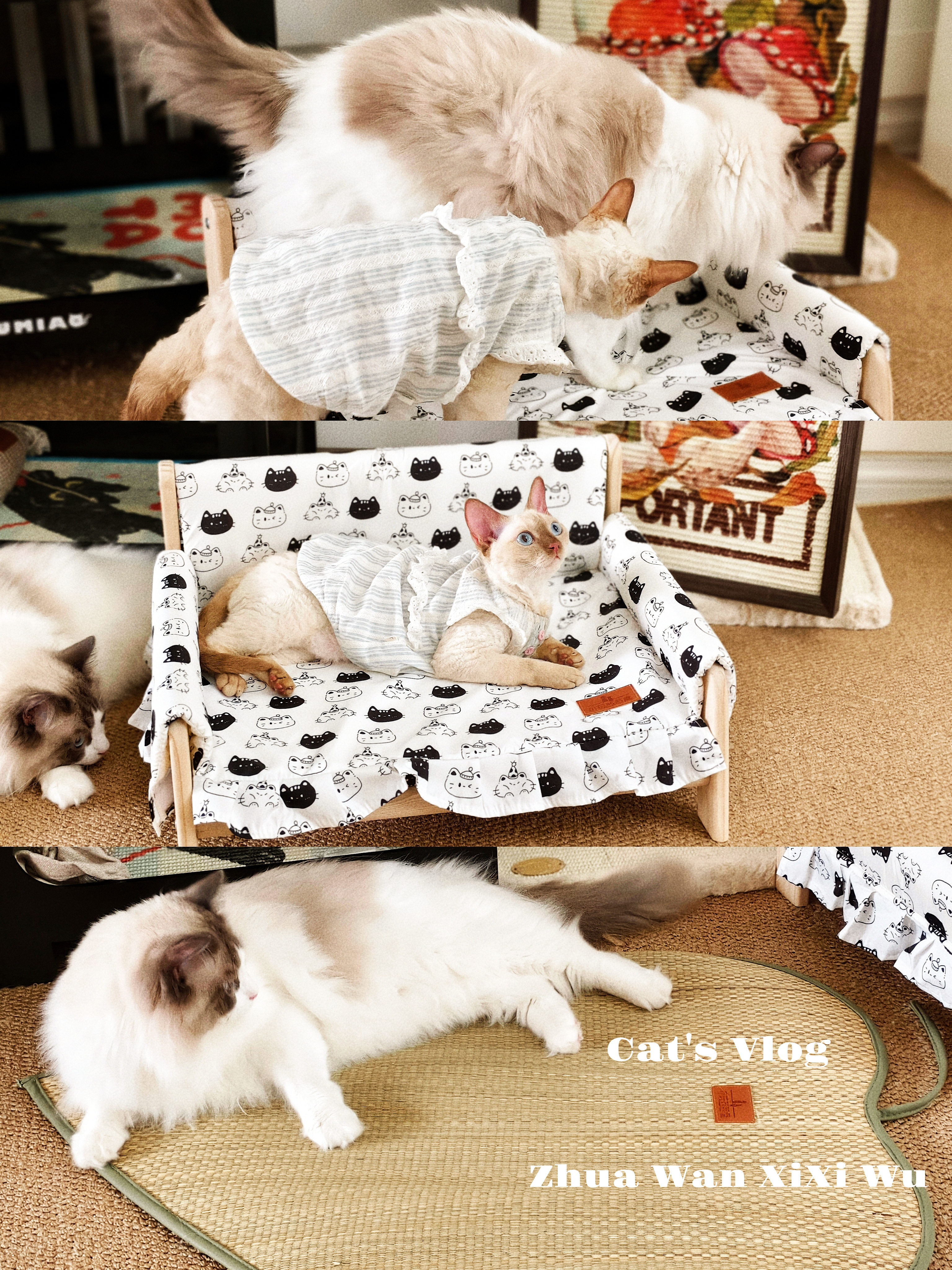 🌧️·周末与猫咪宅家·奶油风ins系猫爬架