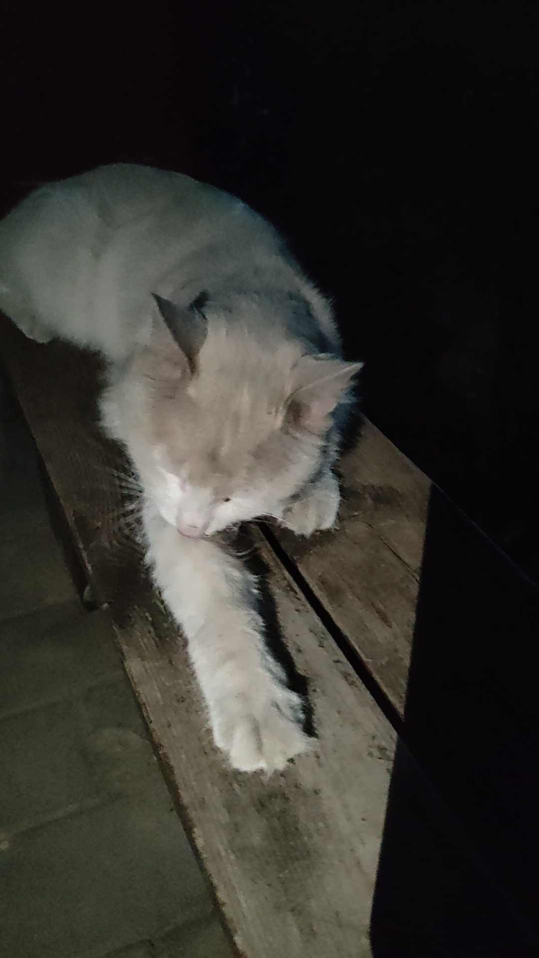 经常投喂的流浪小猫，今年已经是一只两岁猫猫了，已经非常适应流浪生活了，没有像刚被丢弃时候，被别的猫揍得很惨，现在基本上能找到吃的也不被欺负。