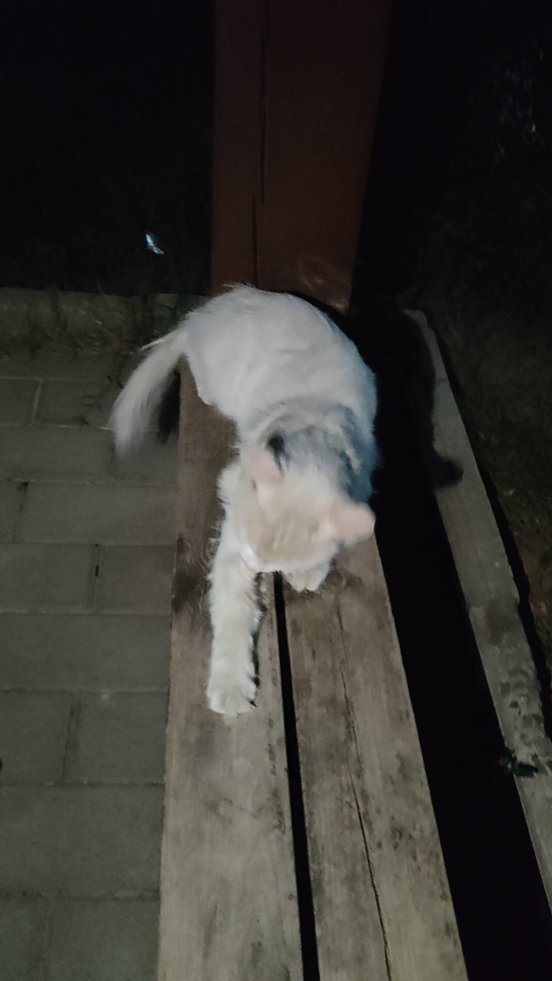 吃完猫粮，开心的梳洗自己，流浪猫像这样性格好，亲人的不多了，可怜的孩子，被遗弃只能流浪。