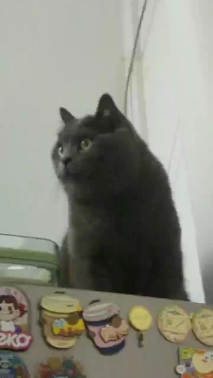 猫猫日记