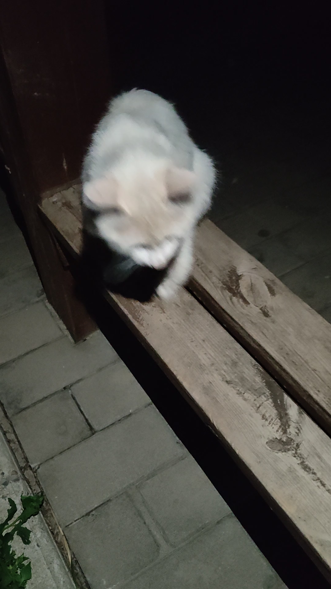 今天投喂流浪猫，但是很明显，他不饿，放了好多猫粮根本就没怎么吃，一直溜达着玩儿。