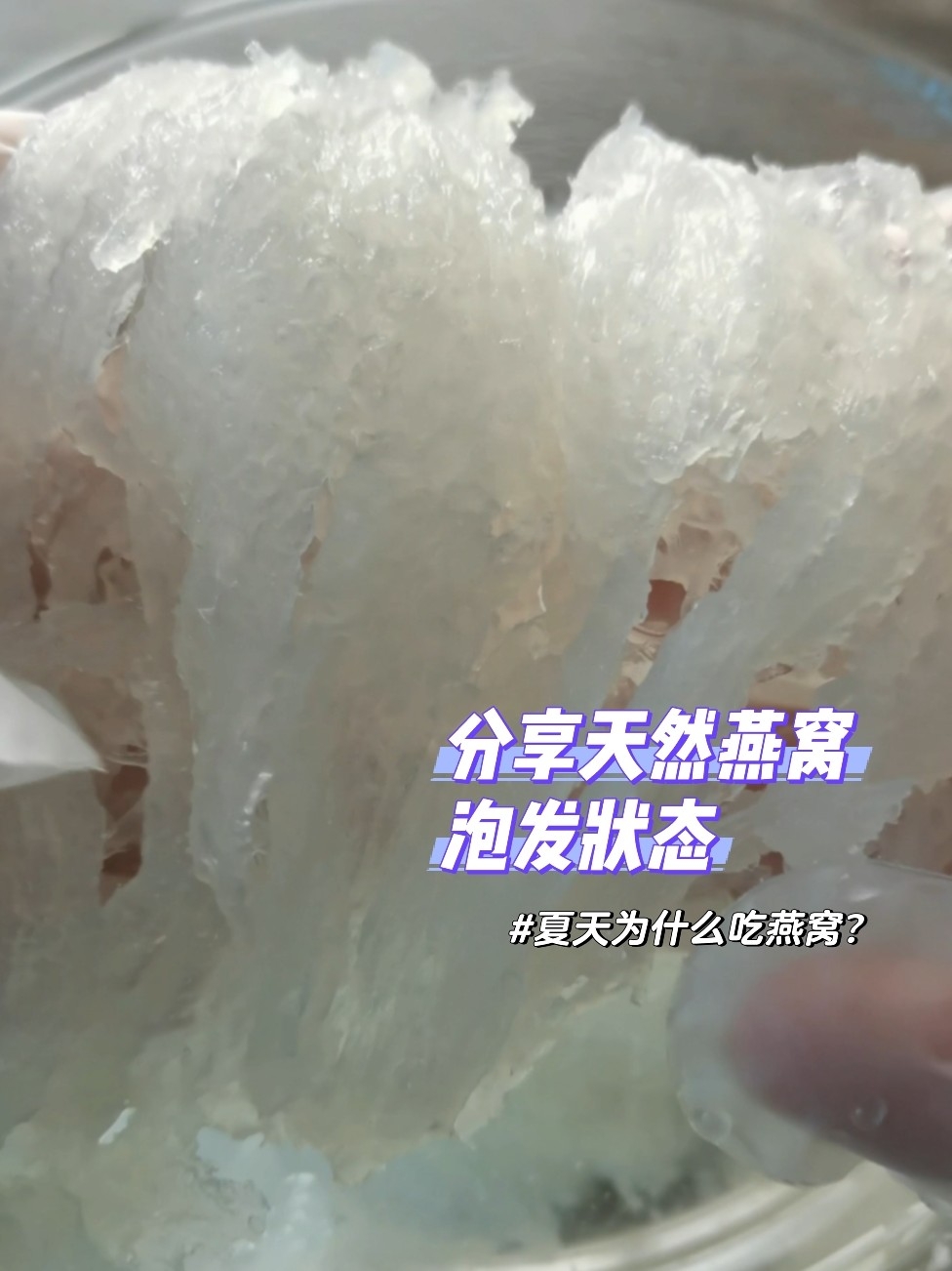 分享天然燕窝泡发状态！讲述夏天为何要吃燕窝
