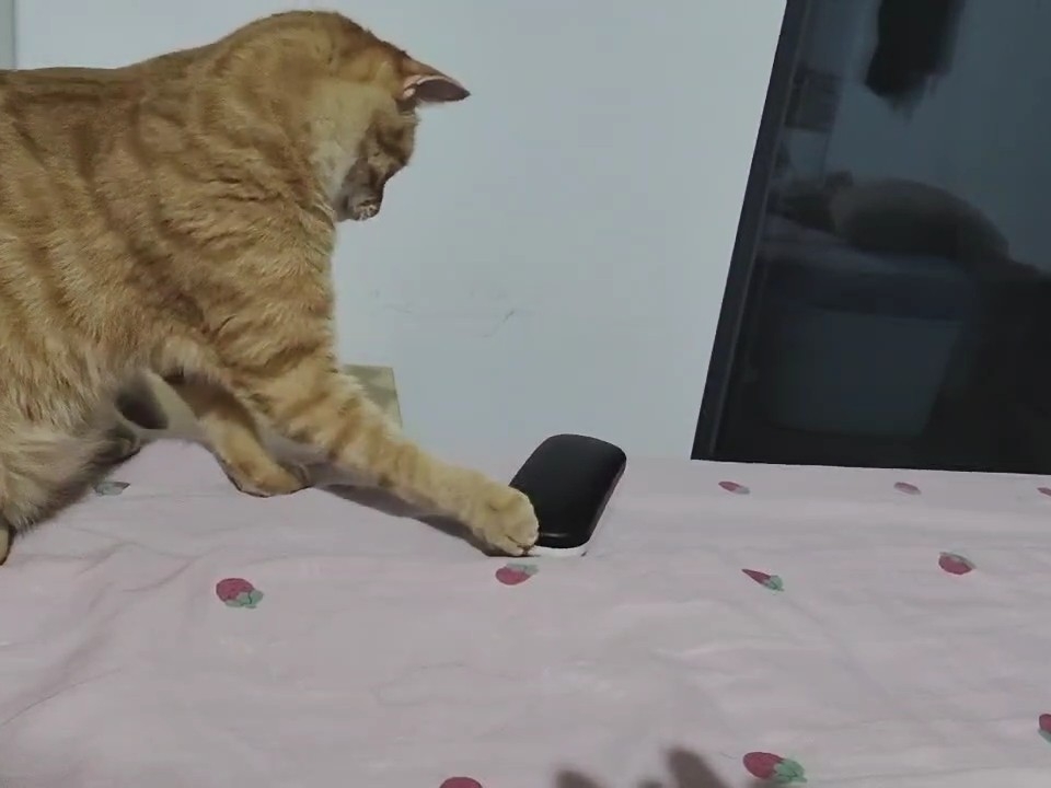 坏蛋🐱