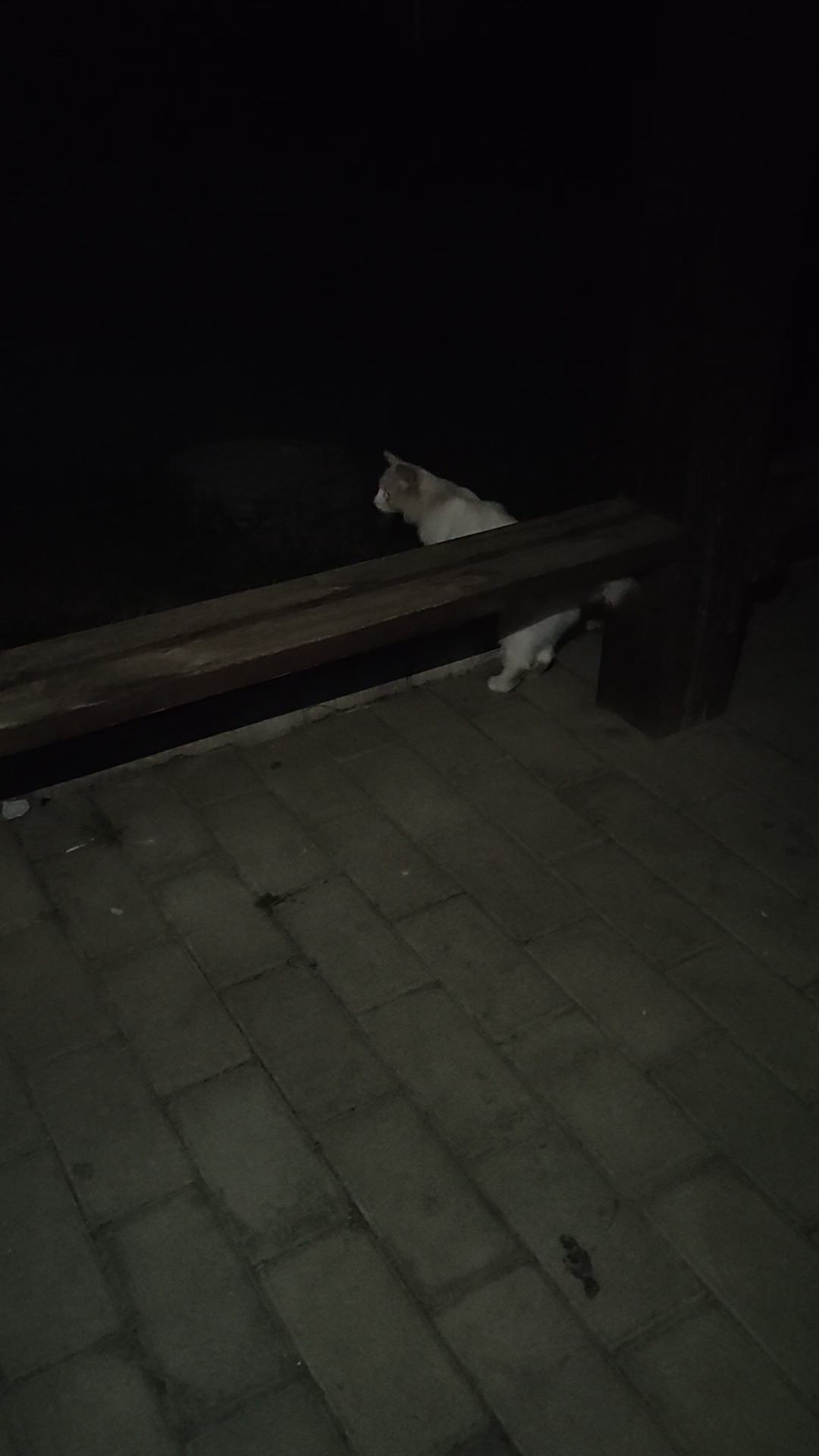 投喂可爱的小流浪猫，多吃点饭，健康成长，变成可爱又漂亮的大猫咪。