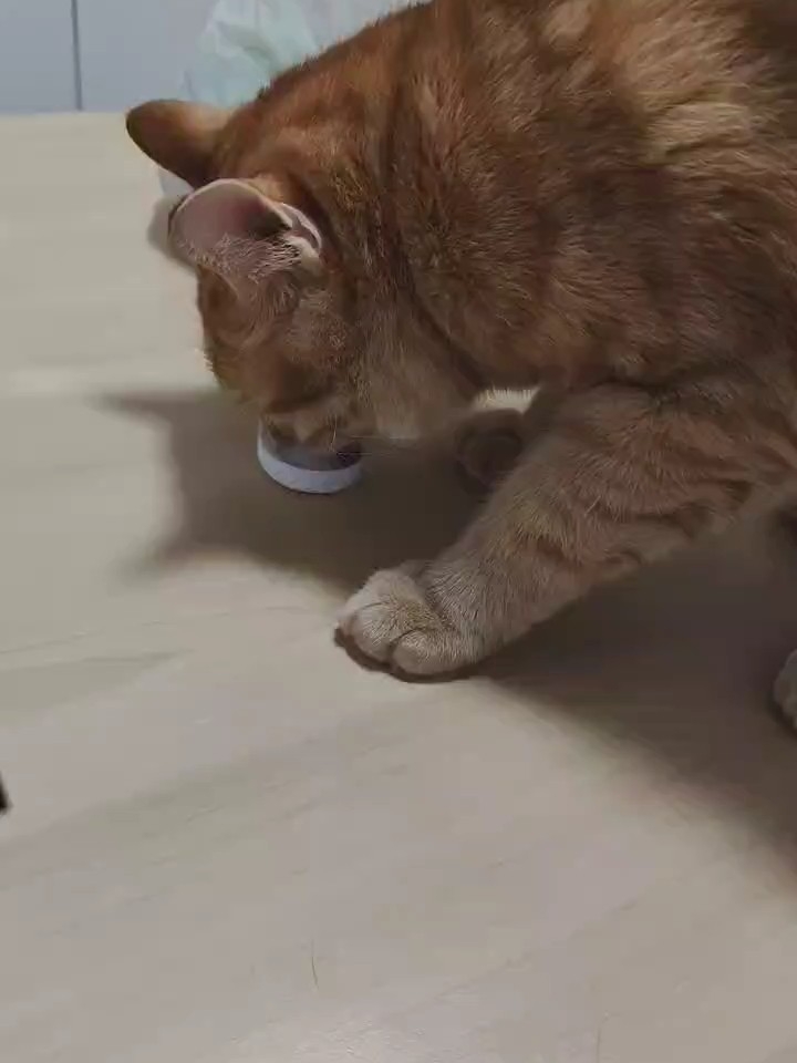 馋猫
