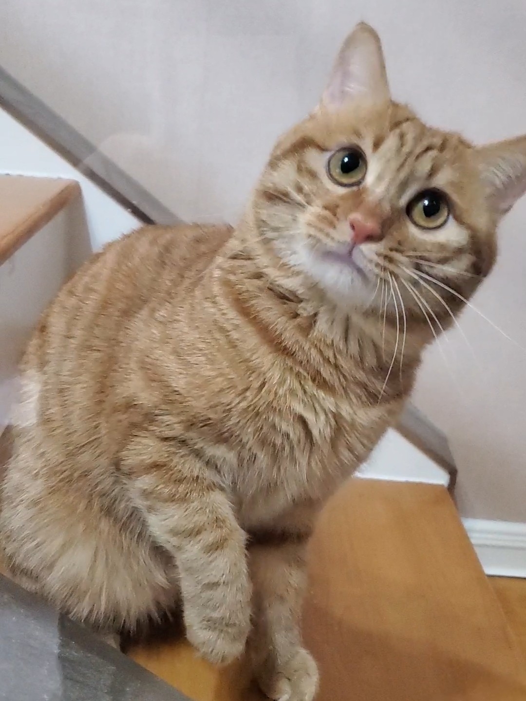 感觉猫脸还是小了很多了