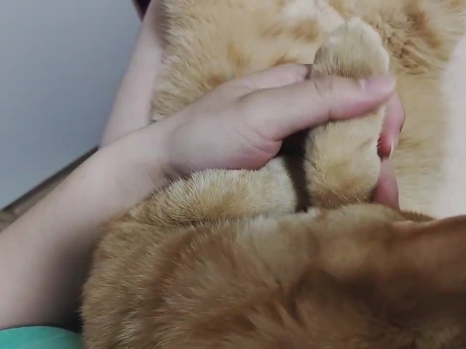 大鸡腿子
