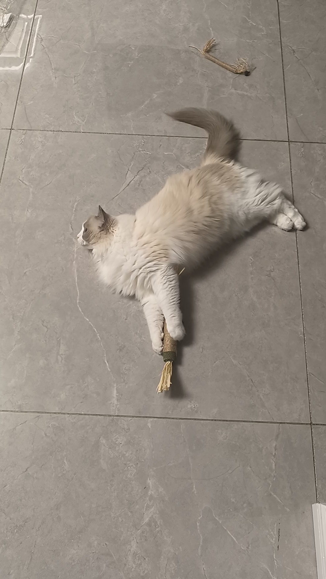 新买的猫薄荷磨牙棒，对小猫来说，有点上头，一直抱着玩，太可爱啦哈哈