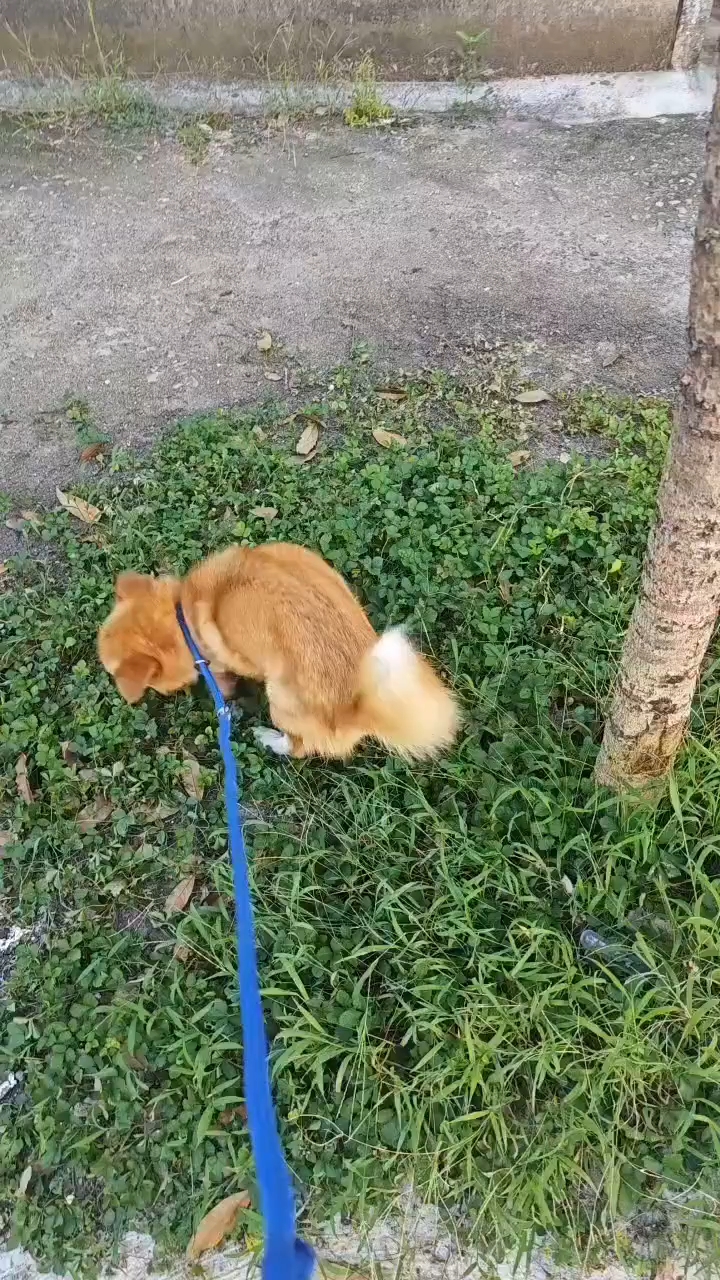 我家的狗狗叫喜子，以前的它总是快快乐乐的，但是前段时间它生病了，我那时感觉天要塌下来了，还好现在已经好了，当时那段时间我想让我的狗狗吃的好点，每餐都给它准备好多肉，它刚开始吃的也很尽兴，可是过了几天，我发现它吃的少了，还会出现呕吐，我觉得这些表现有很不对劲。 狗狗得了神经炎后，都可能会出现的症状👇👇 1⃣四肢抽搐、莫名惨叫、不让人碰 2⃣跛脚、四肢无力、步态不稳 3⃣脖子僵硬、弓背、不能俯卧 4⃣...