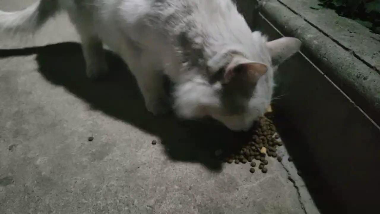 投喂流浪猫🐱 最近这只猫换地盘了，找了好久才找到，在其他地方呆着。