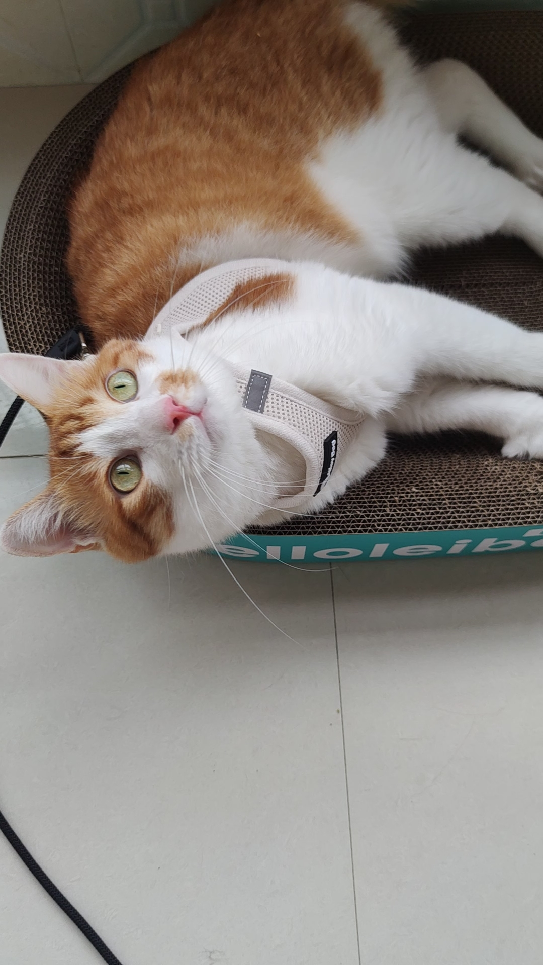 可爱