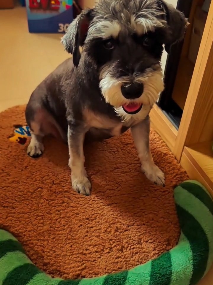 这是我的新窝，来自小狗的puppy baby宠物床窝测评