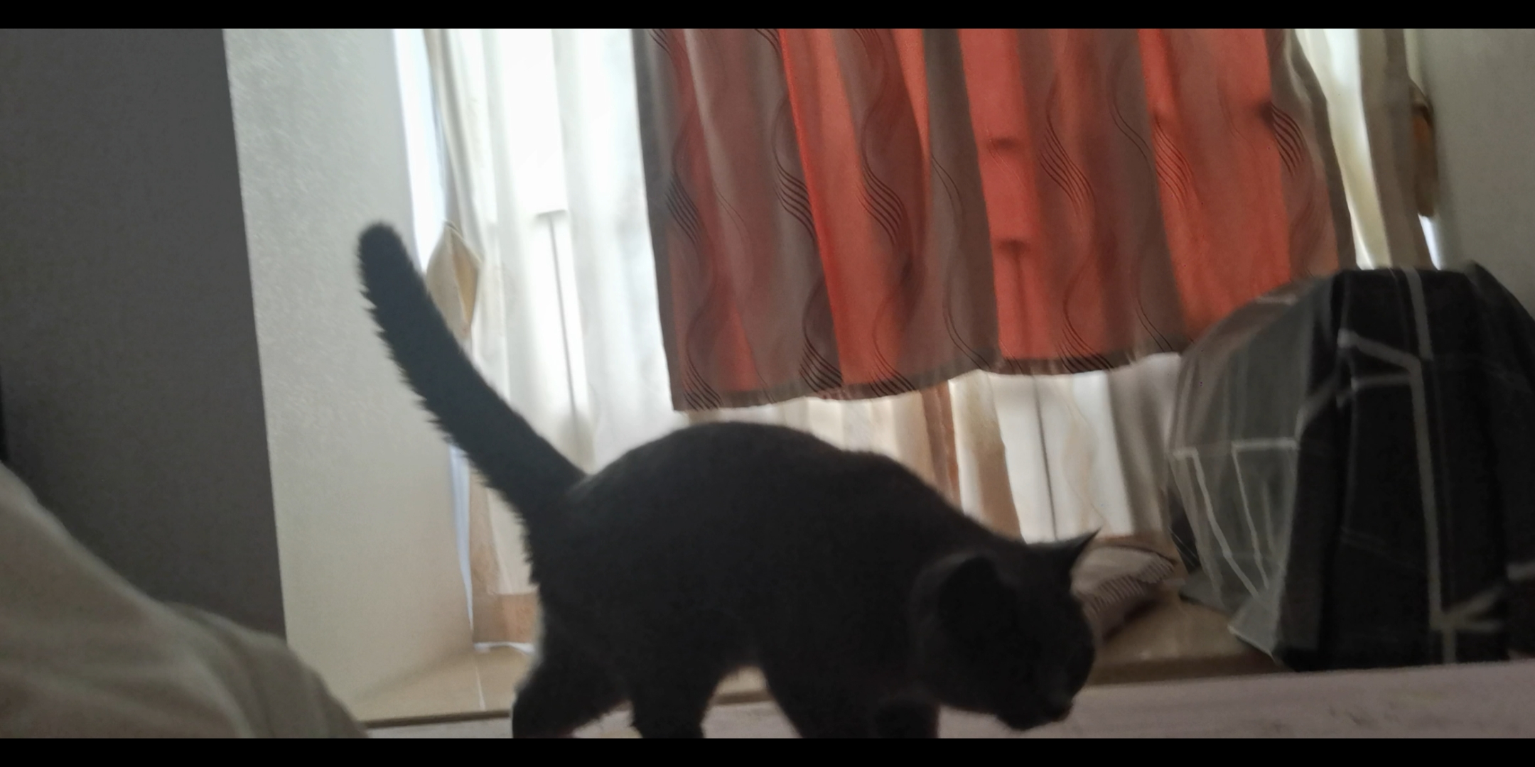 250615妹猪巡视床🛏