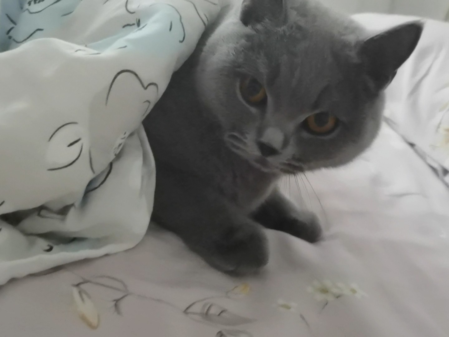250615妹猪盖被子
