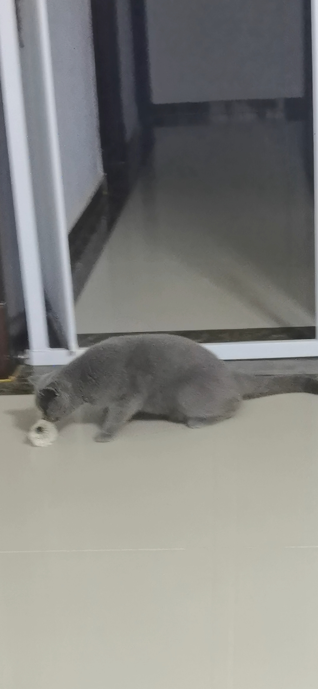 250614妹猪玩羽毛球🏸