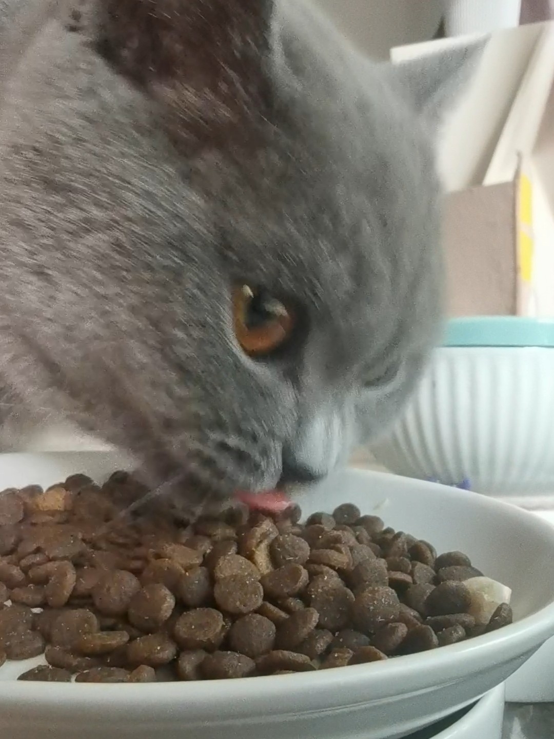 250615妹猪吃播