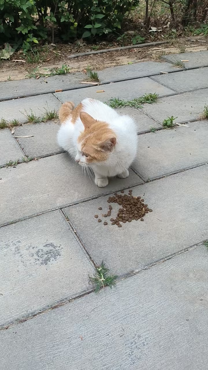 话痨小猫，吃个饭说半天话，有人能听明白他在说什么吗？这么多的话，都顾不上吃猫粮了。