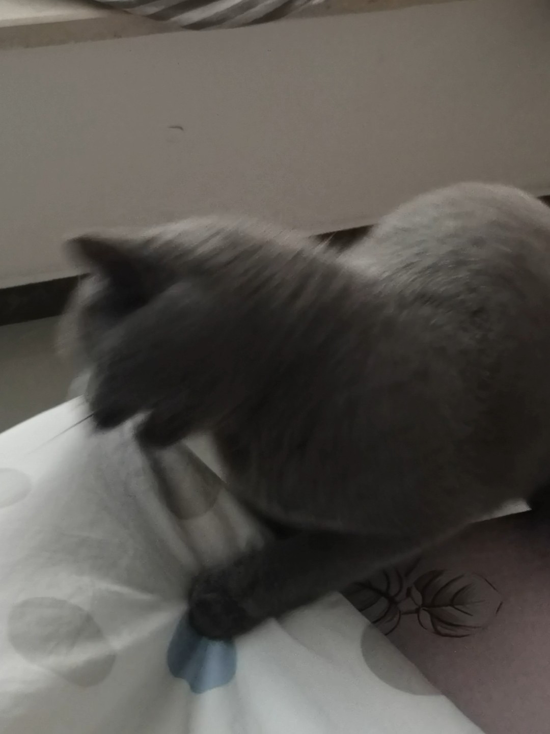 250615妹猪攻击被子里的脚🦶
