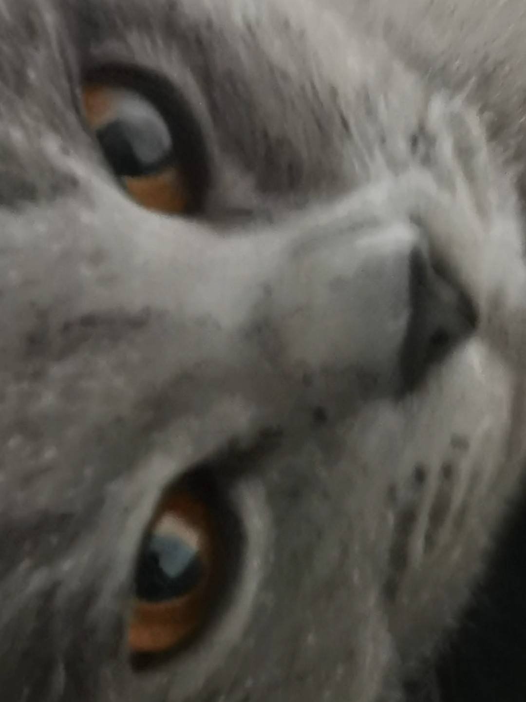 250615妹猪睡觉😪