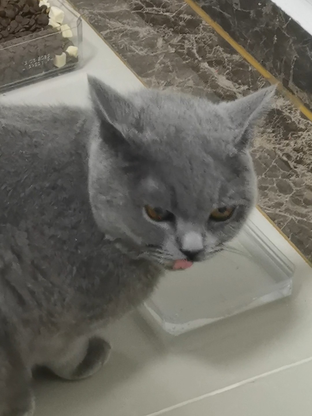 250614妹猪喝水