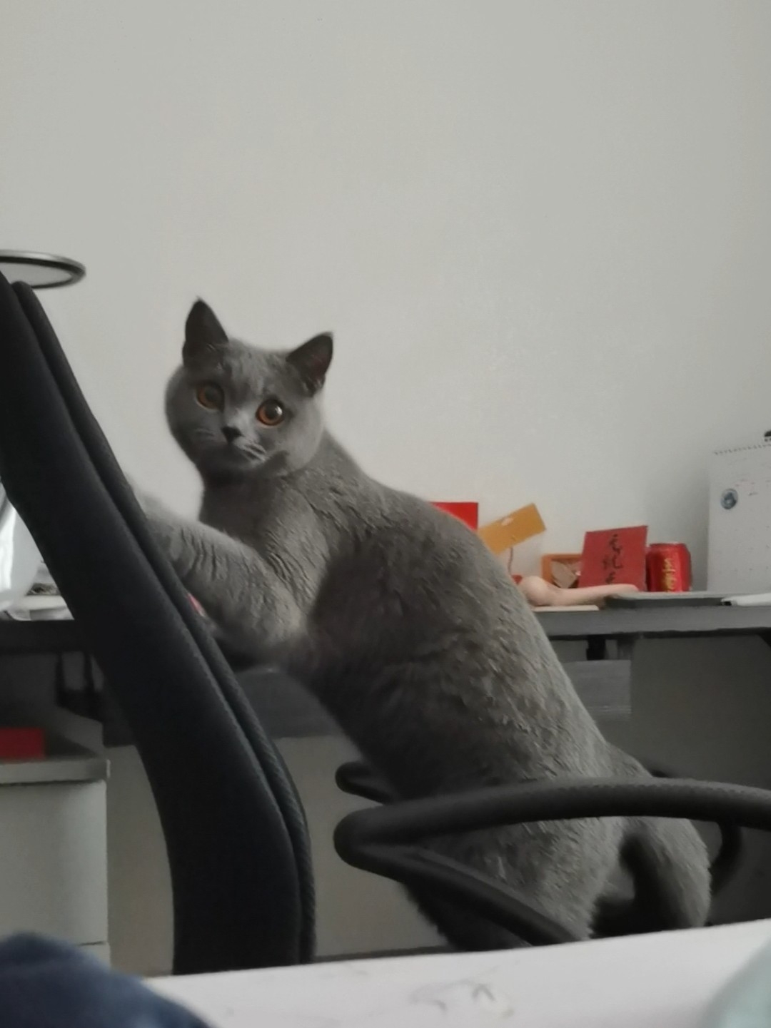 250717妹猪躲猫猫