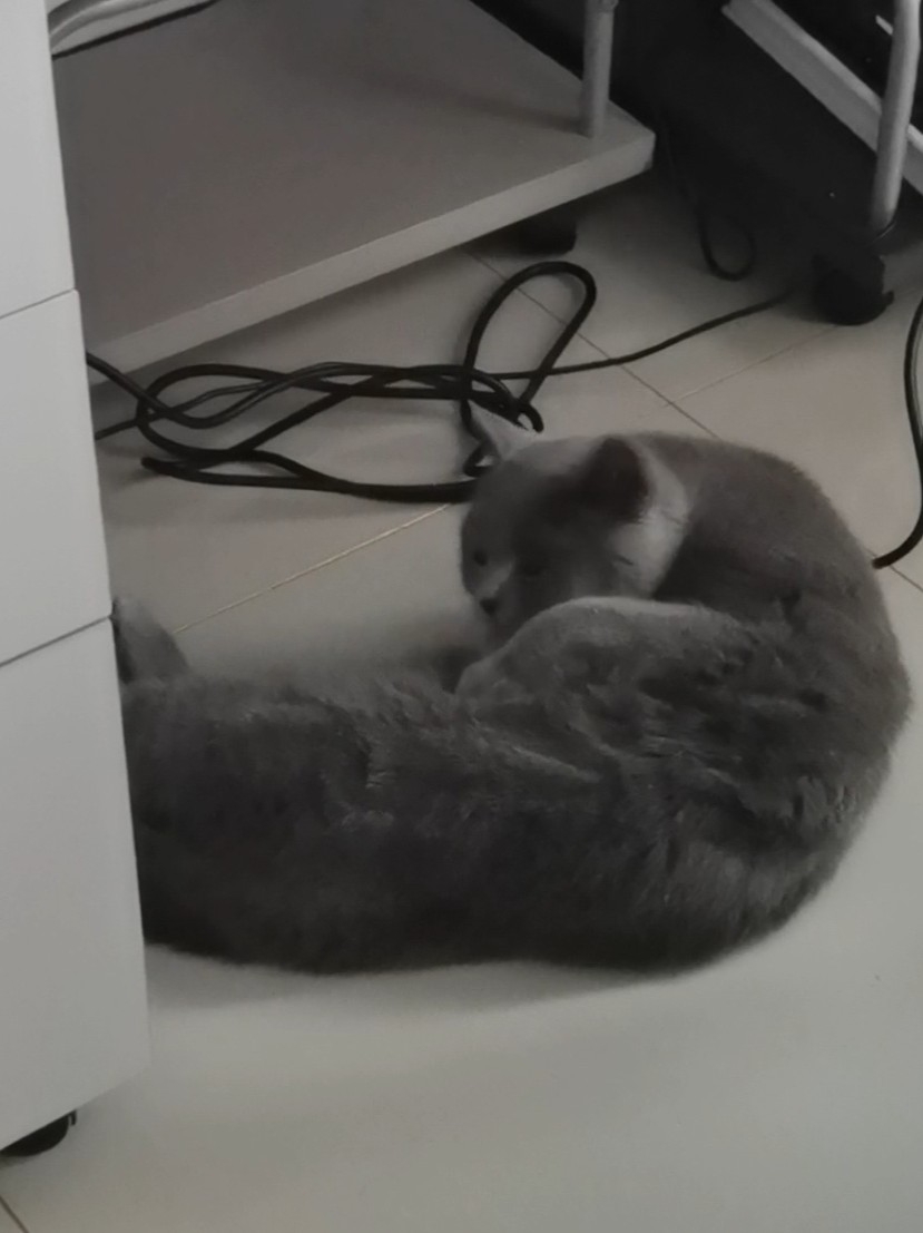 250615妹猪舔毛