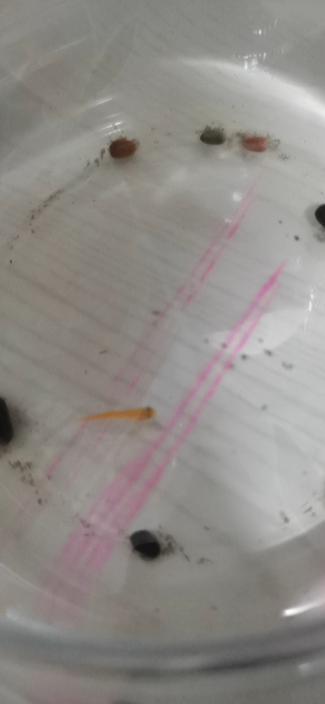 250716鱼歪着身体游泳