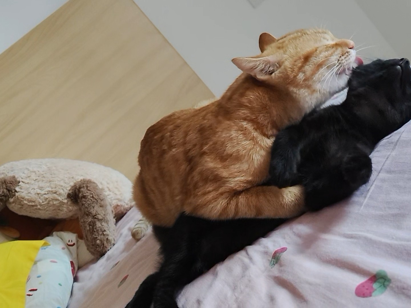 🐱