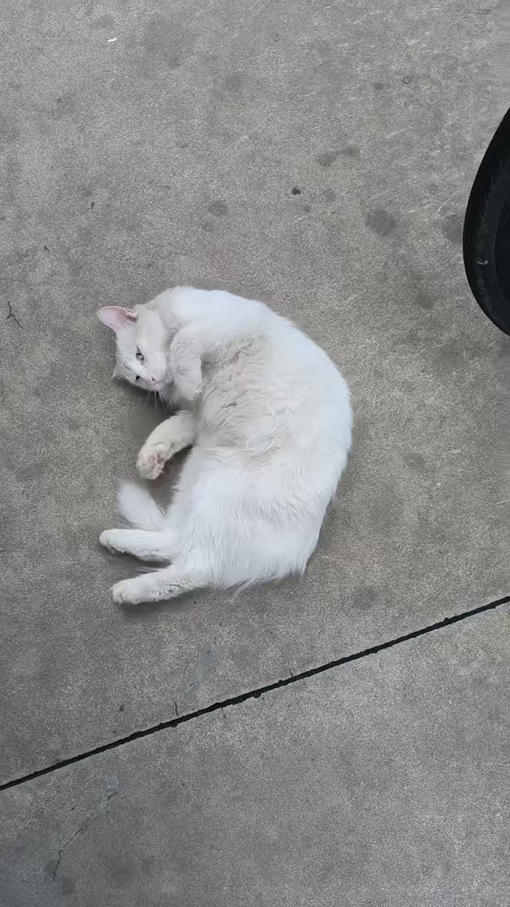 太可爱啦，会撒娇的小流浪猫～是一只特别亲人的小猫，长得又漂亮，还是长毛的大美女猫猫。