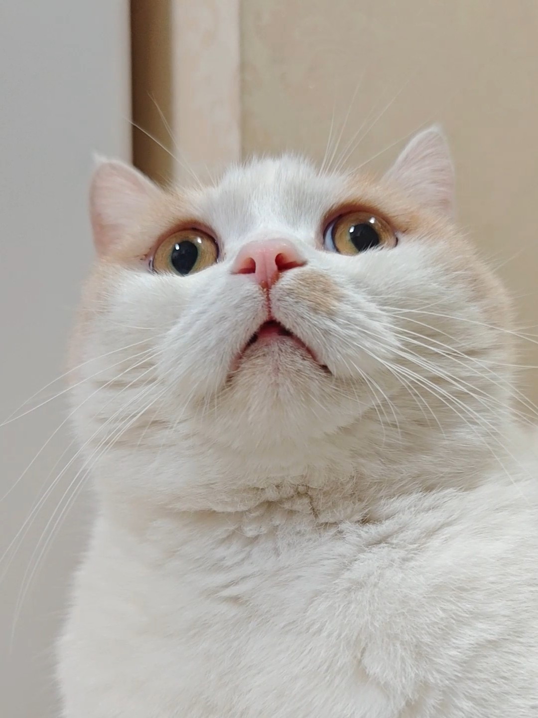 治愈系猫咪的日常分享，偶尔的傻样